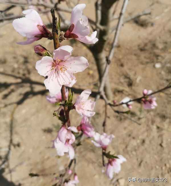 知之为知之古诗原文;知之为知之古诗原文意思