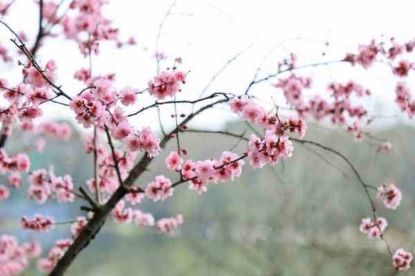 江畔独步寻花其三其四,江畔独步寻花其三其四阅读理解答案