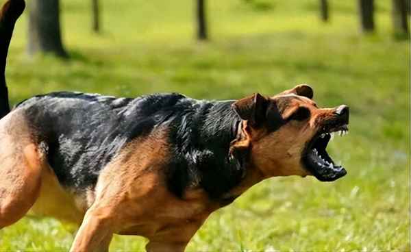 被别人狗咬了如何处理;被别人狗咬了如何处理,报警还是