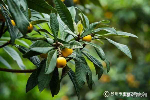 蘇州雨花勝境詳細(xì)介紹-雨花勝境百科