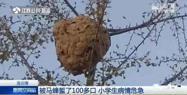 人被蜂蛰了医药费多少—被蜜蜂蛰了买药需要多少钱