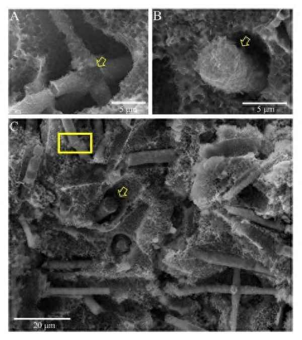 化石形成过程4个阶段_化石形成过程4个阶段图片