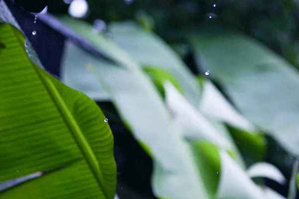 与子非鱼相似的句子—与子非鱼相似的句子是什么