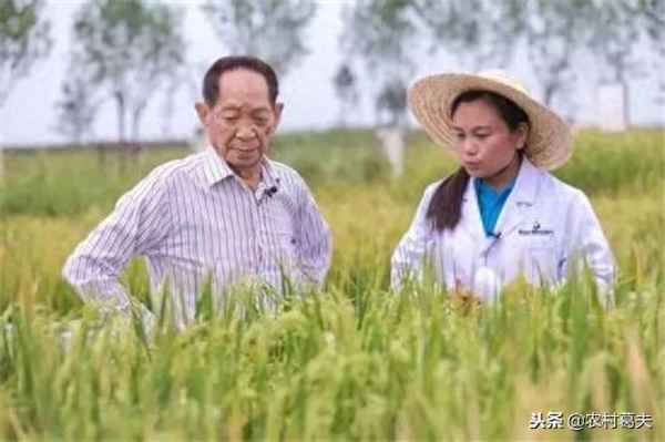 雜交水稻是轉基因嗎;雜交水稻是轉基因嗎？