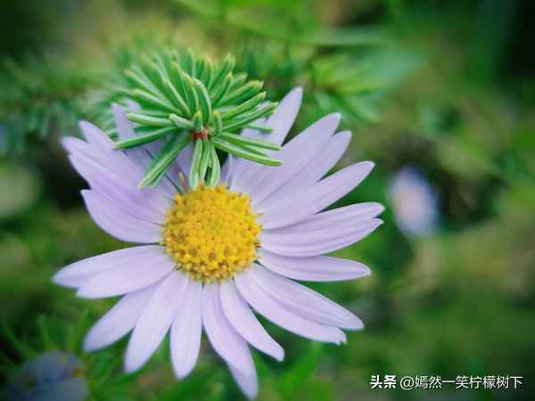 去年的樹好句好段摘抄、去年的樹優美句子摘抄