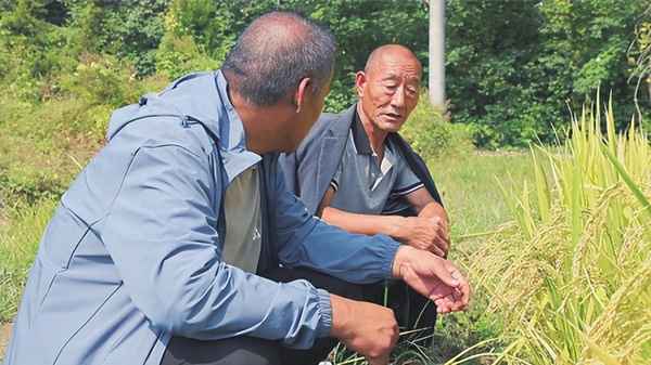 山西水稻种植区域—山西水稻品种