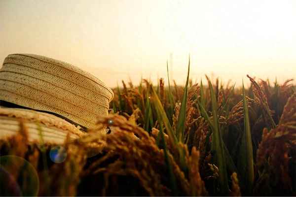 一大片水稻怎么画-一大片水稻怎么画简单