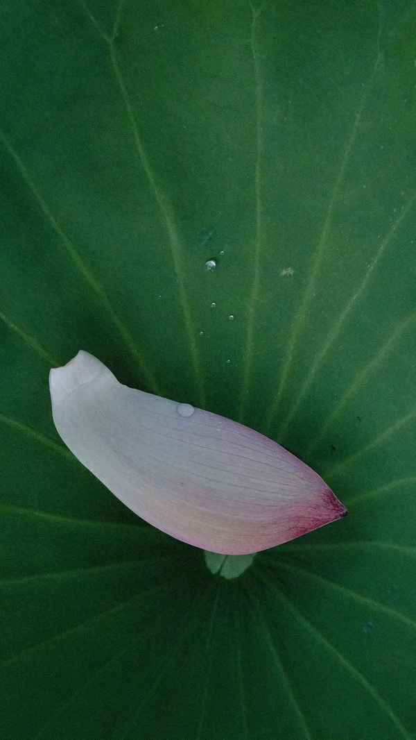 离离暑云散袅袅凉风起意思;离离暑云散中离离的意思