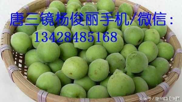 梅酒的功效與作用-喝楊梅酒的功效與作用