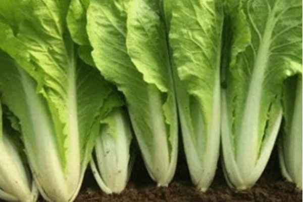 奶油白菜怎么做好吃;奶油白菜的投票原因