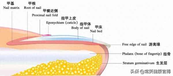 碎指甲留在肉里怎么办;碎指甲留在肉里怎么办不疼会长出来么