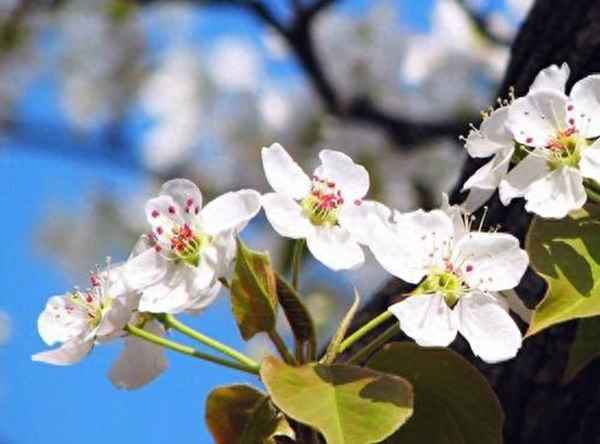 梨花风起正清明 游子寻春半出城—梨花风起正清明游子寻春半出城全诗