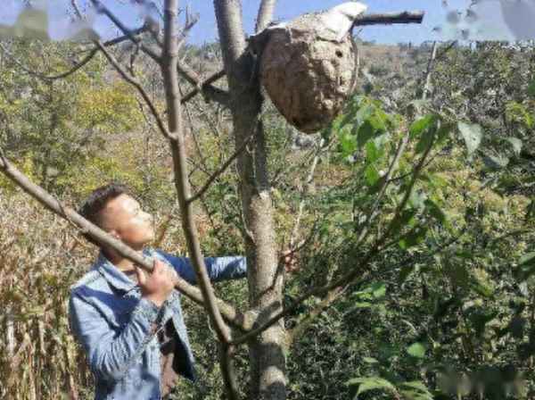 蜜蜂蜇人后怎么赔偿_蜜蜂蜇人之后有什么好办法