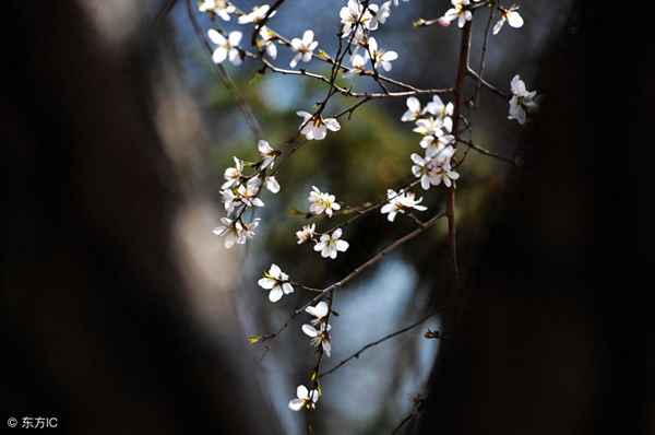 天下谁人配白衣第五枪无双—天下谁人配白衣?
