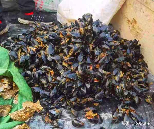 淡菜的正確方法和做法、淡菜的烹飪方法