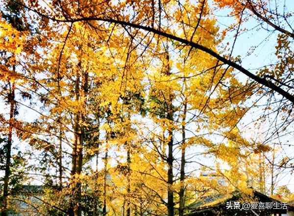 每天吃10個(gè)白果三年;白果對(duì)腫瘤的功效