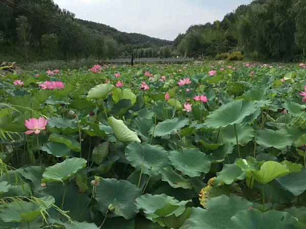 龙湖平谷金海湖别墅;和棠瑞著金海湖别墅怎么样