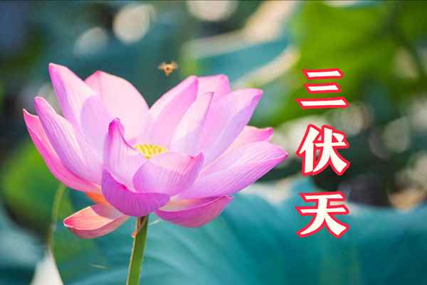 香菇排骨湯的功效作用_香菇排骨湯功效和作用
