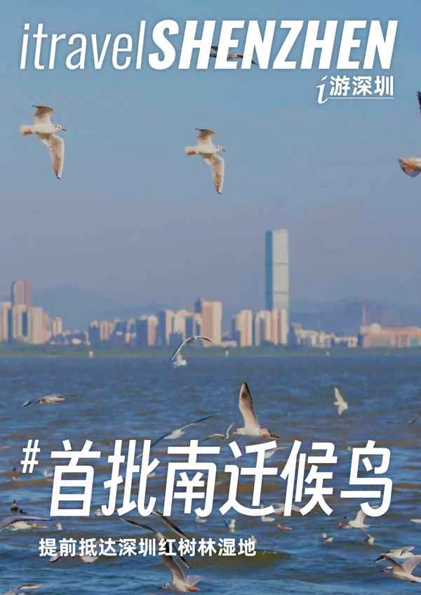 深圳红树林一日游攻略、深圳红树林攻略最全攻略