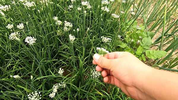 韭菜花的家常做法,自制韭菜花的做法
