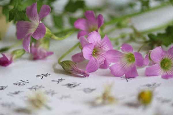 士之耽兮犹可说也的翻译_士之耽兮不可说也意思