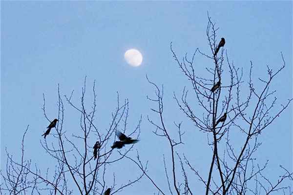 蛙声一片比喻什么意思啊、蛙声一片表情包