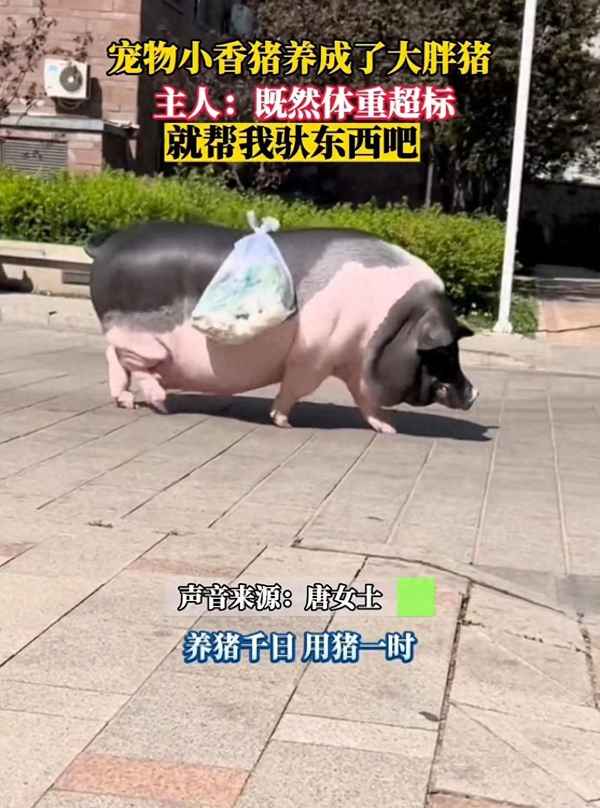 巴馬香豬怎么做才好吃-巴馬香豬怎么做最好吃