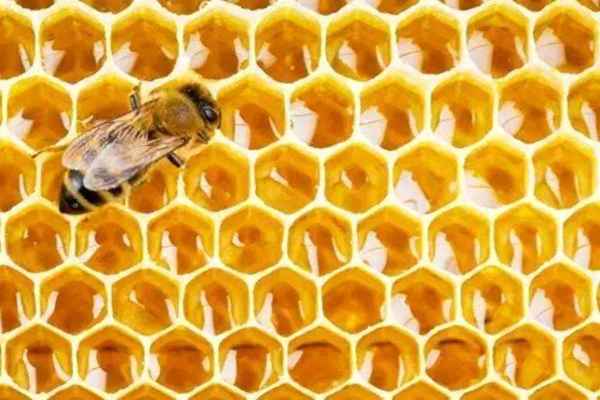 蜜蜂來家里預示著什么、蜜蜂進屋十大預兆