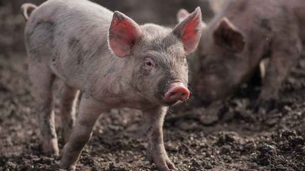 猪肉价格最新行情2023年走势—2023猪价下半年前景