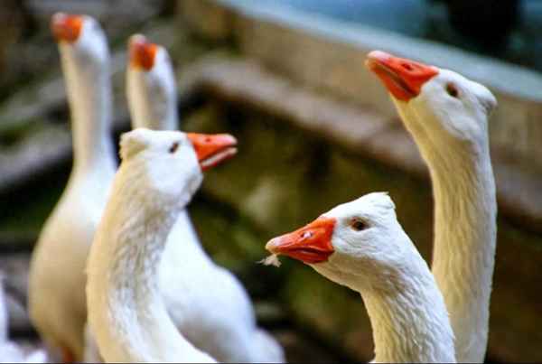 唐诗300首免费播放(唐诗300首免费播放将进酒)