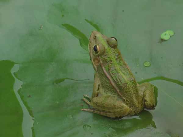 蛙声是雌蛙还是雄蛙、蛙声什么
