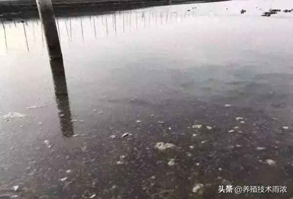 魚(yú)塘有油污怎么去除—魚(yú)塘油污如何處理