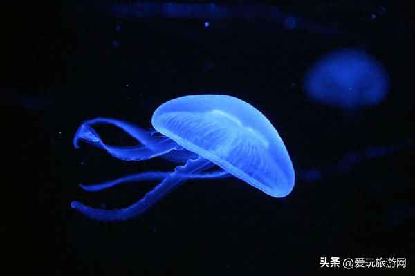海洋館的門票價格和開放時間;海洋館現在門票多少錢
