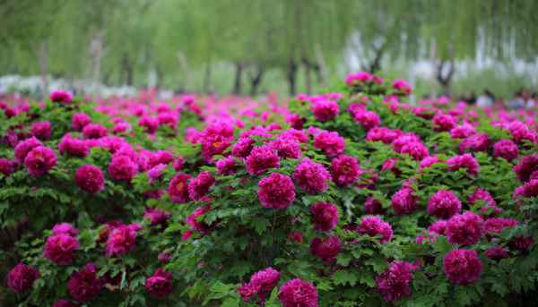 梅花在中国文化中的地位;梅花在中国古代文化中的文化内涵