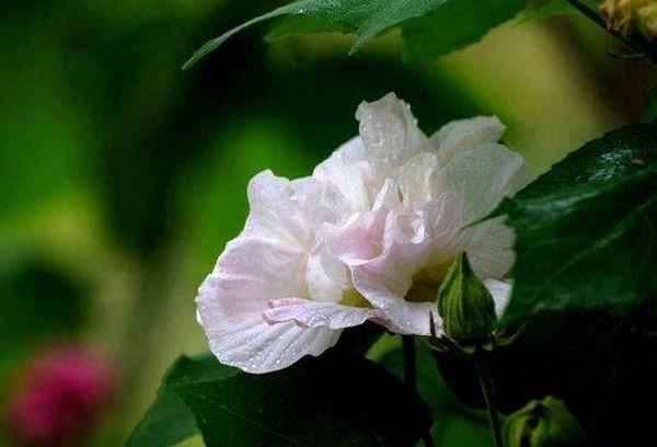 芙蓉到底是不是荷花-芙蓉花又叫鬼花