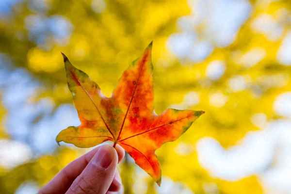 最经典的深秋诗词;最美秋色醉人心诗句