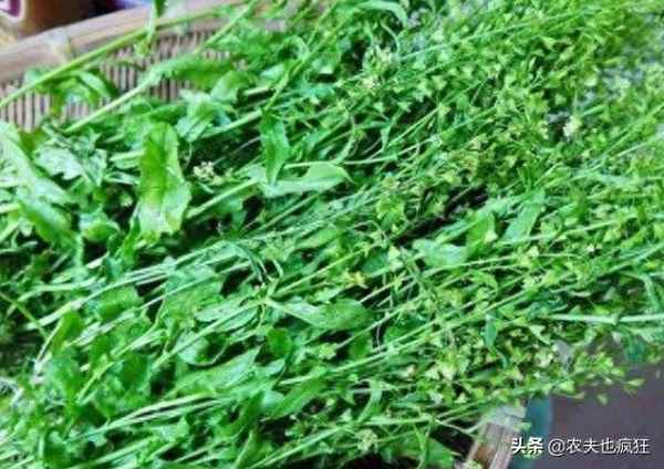 三月三吃薺菜煮雞蛋的由來及寓意;3月3薺菜煮雞蛋的由來