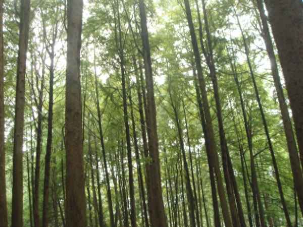 高口碑森林公園信陽,信陽森林公園有哪些