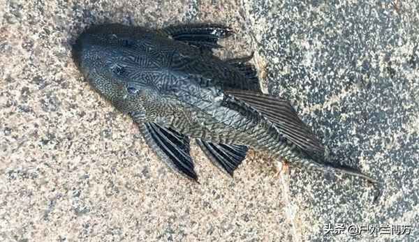 什么人不能吃平魚、腫瘤五種魚不能吃