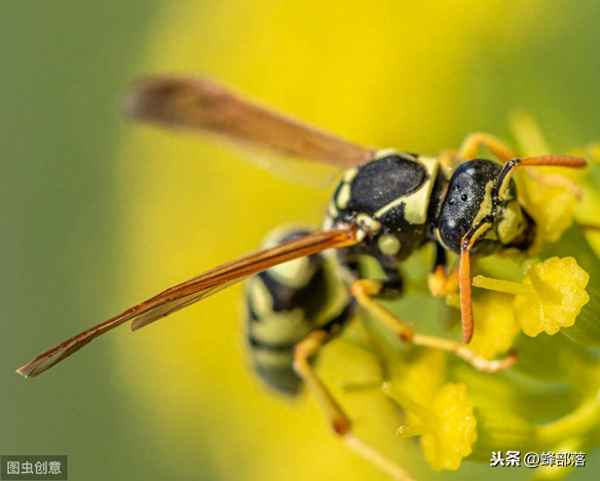 蛰过人的马蜂还能活吗—老人说被马蜂蛰了是好事