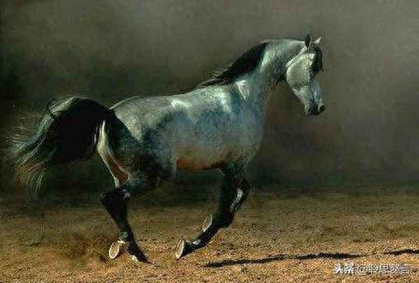 马诗1到23首全部古诗大全(马诗300首古诗)