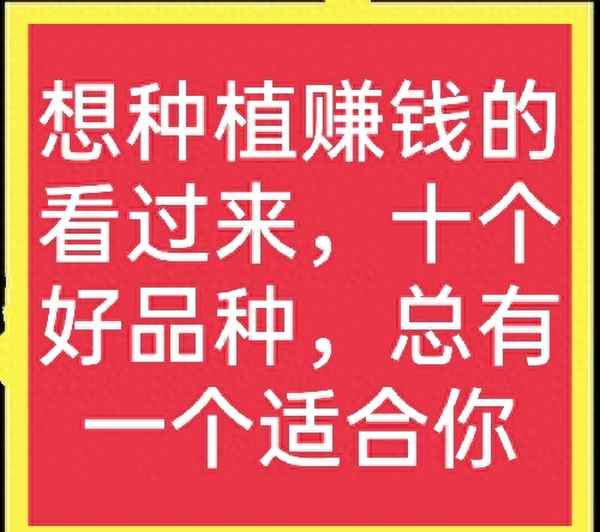 種植業有哪些種類,十大暴利種植行業