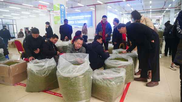 白茶回收联系方式-福鼎白茶回收电话