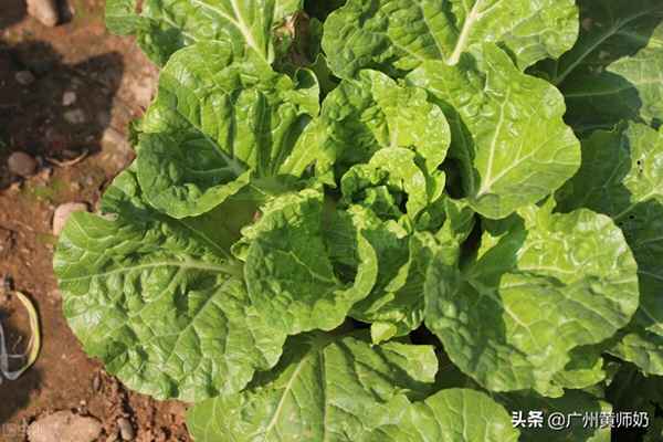 奶油白菜的營養價值及功效(奶油白菜有什么營養)