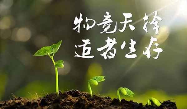 動物速度排行榜前10名(動物速度列表)