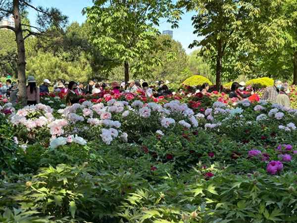 北京牡丹園公園晚上圖片_北京牡丹園公園收費嗎