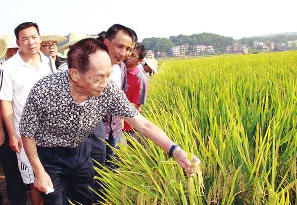 巨型水稻种子多少钱一斤、巨型水稻种子多少钱一斤啊