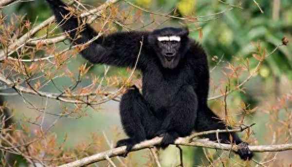 两岸猿声啼不住是哪里_两岸猿声啼不住是哪里的名胜古迹