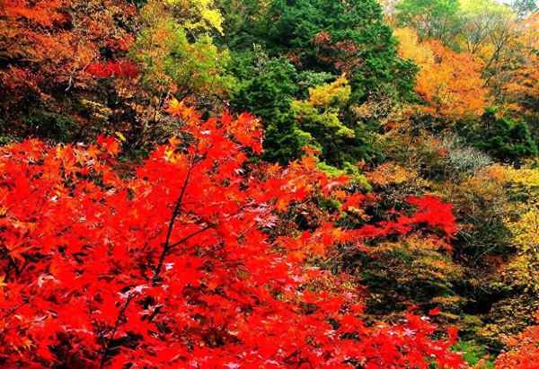 《山居秋暝》王维_秋天的古诗山居秋暝王维