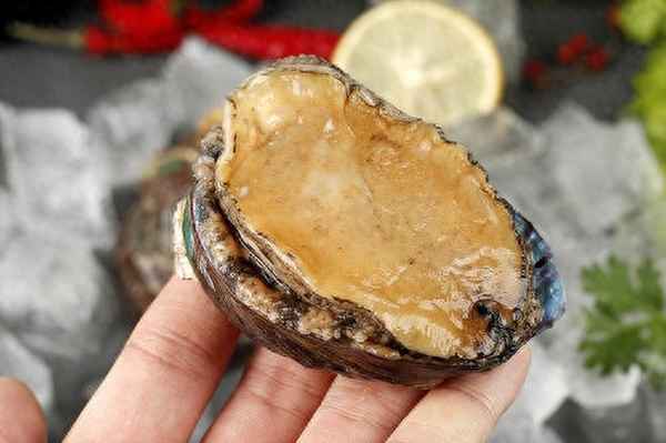大連鮑魚和南方鮑魚的區(qū)別,大連鮑魚和南非鮑魚
